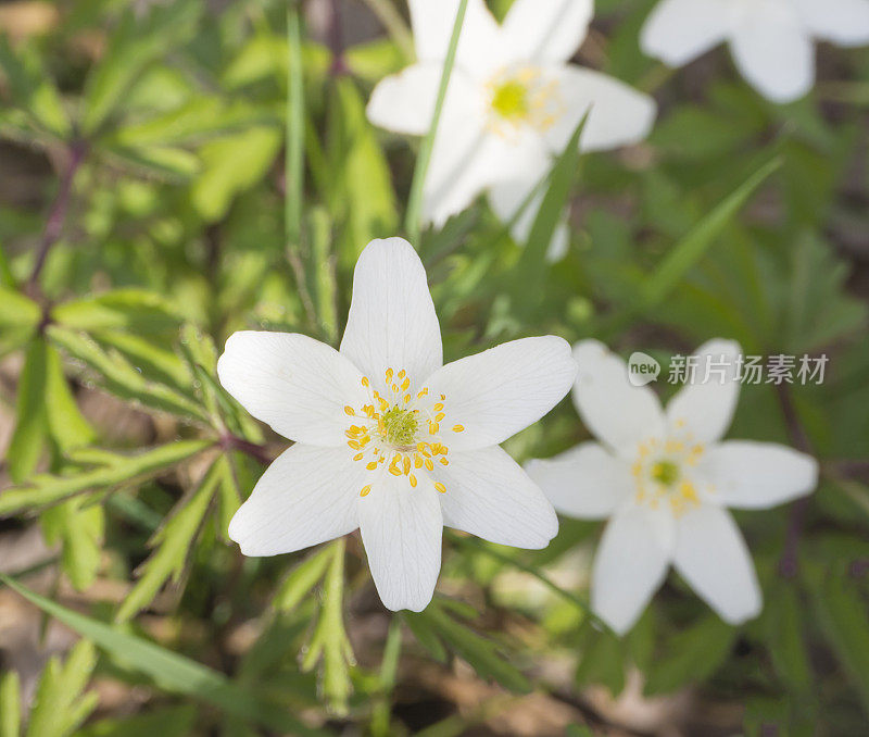 特写宏白木海葵花(anemone nemorosa)，选择性聚焦，春天的花卉背景
